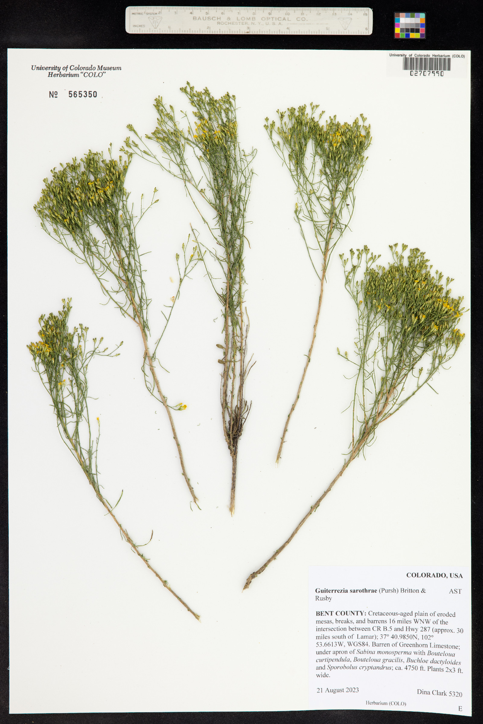 Gutierrezia sarothrae image