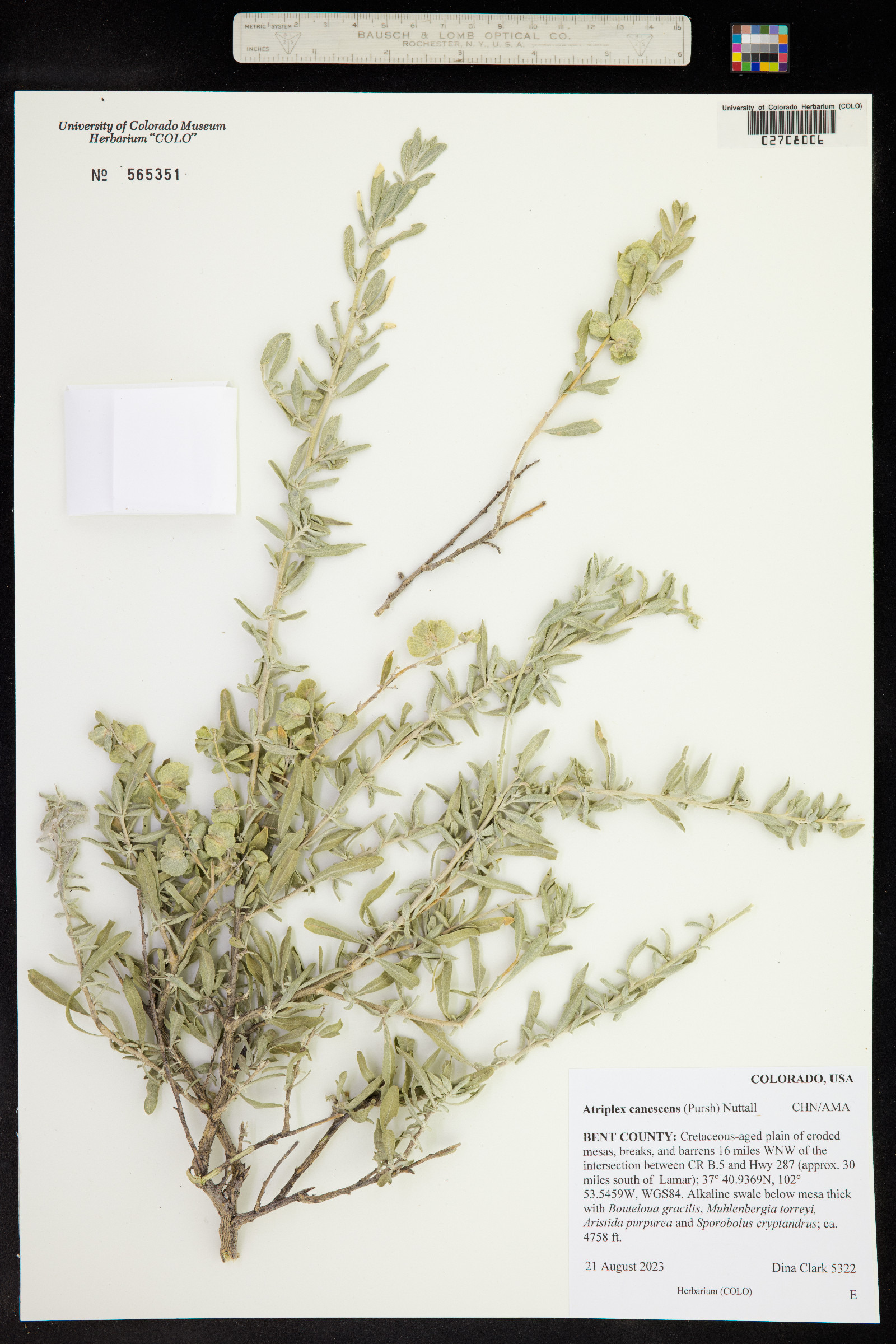 Atriplex canescens image