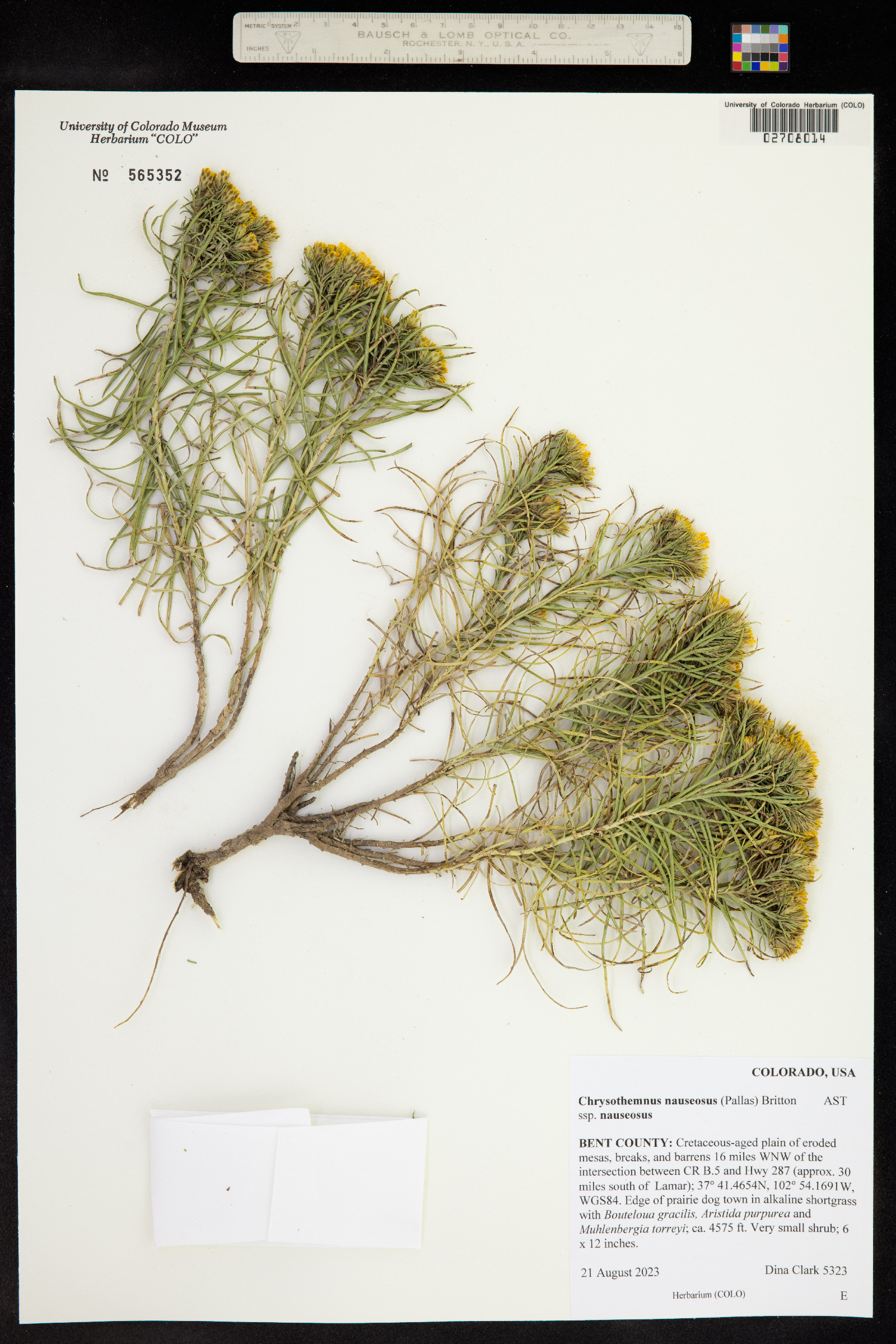 Chrysothamnus nauseosus ssp. nauseosus image