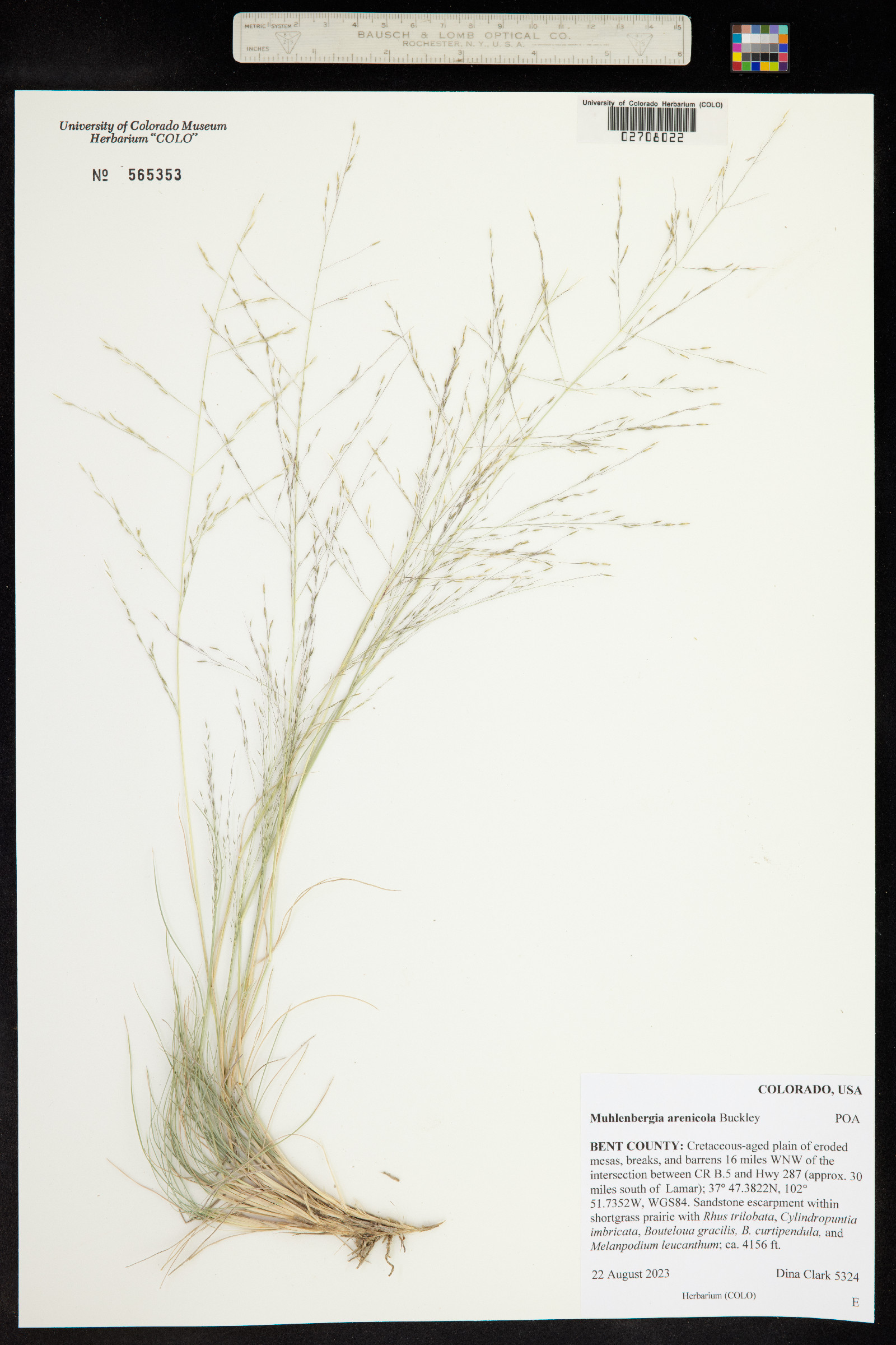 Muhlenbergia arenicola image