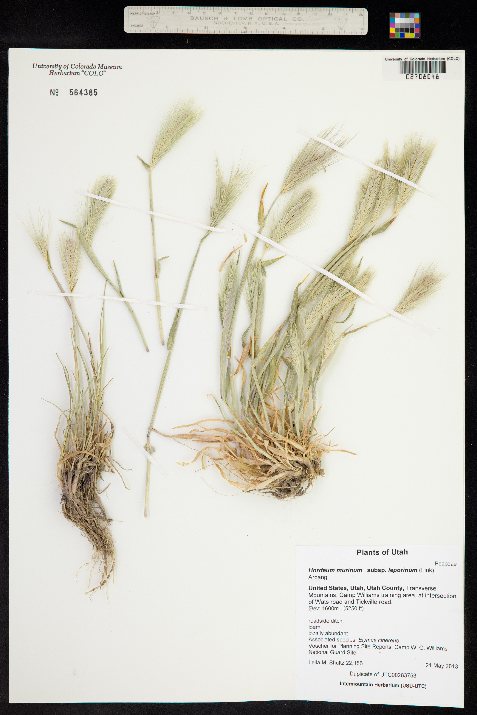 Hordeum murinum ssp. leporinum image