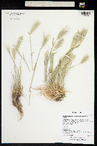 Image of Hordeum murinum