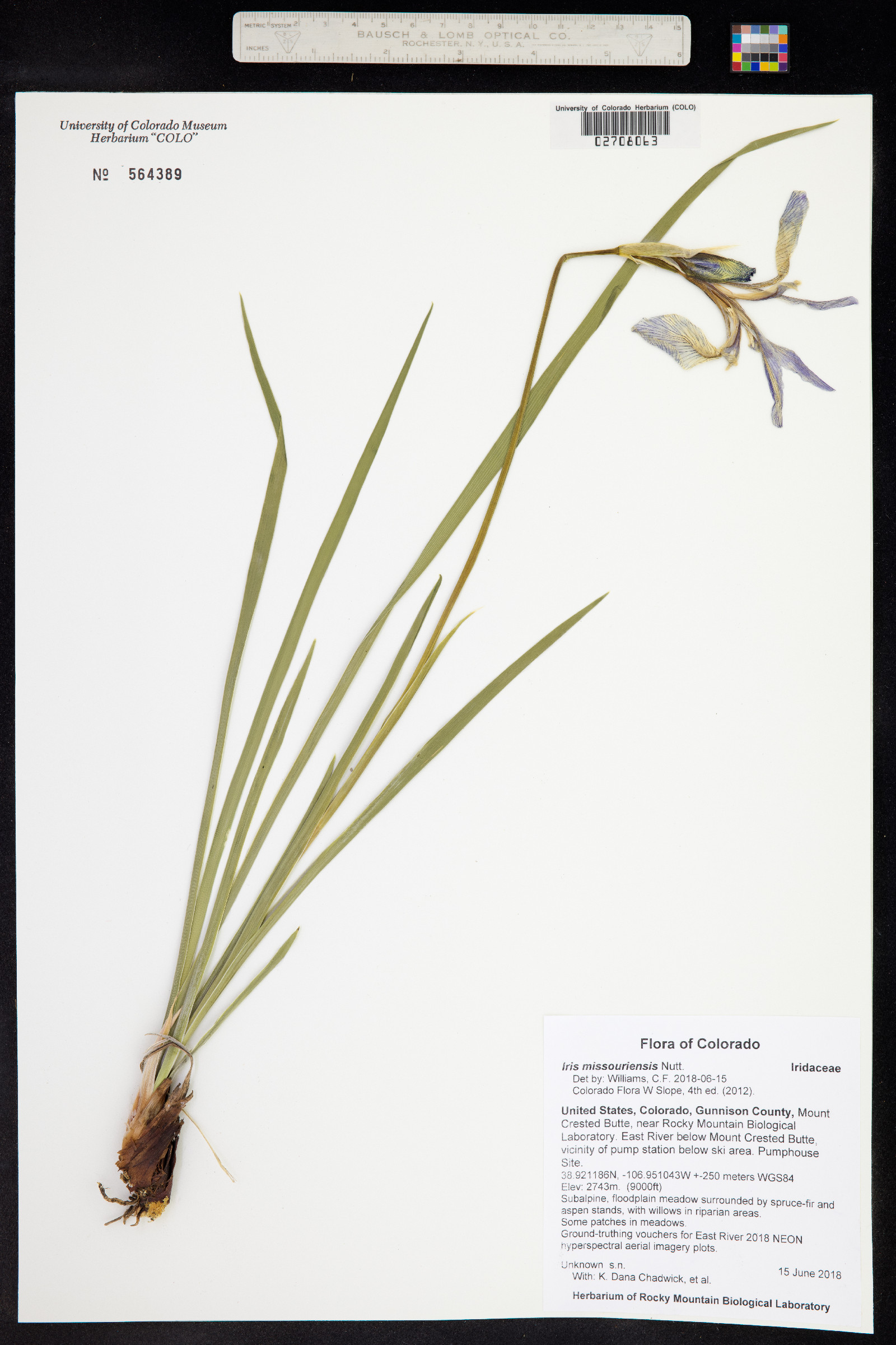 Iris missouriensis image