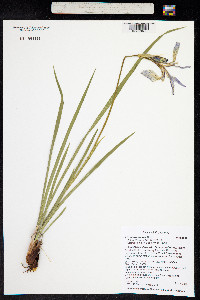 Iris missouriensis image