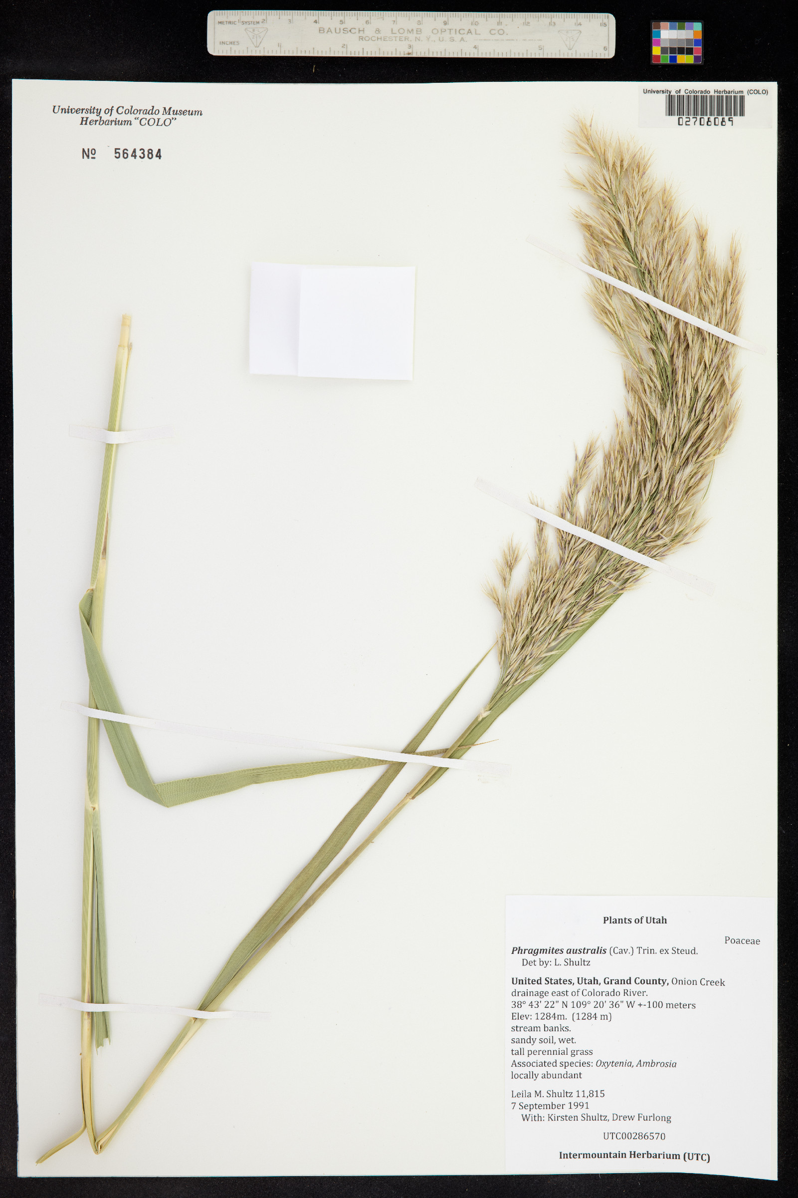 Phragmites image