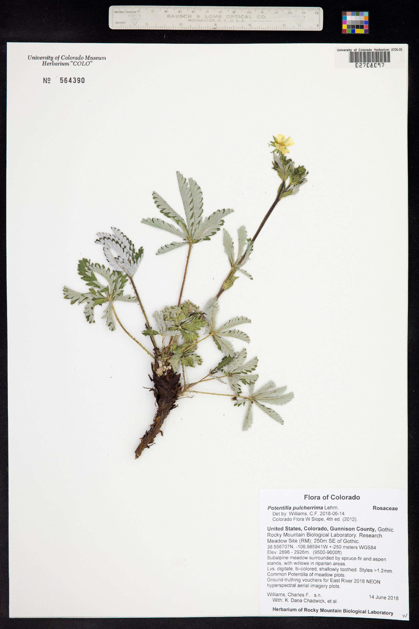Potentilla pulcherrima image