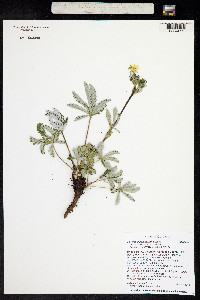 Potentilla pulcherrima image