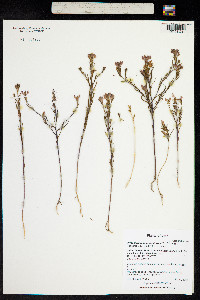 Orthocarpus holmgreniorum image