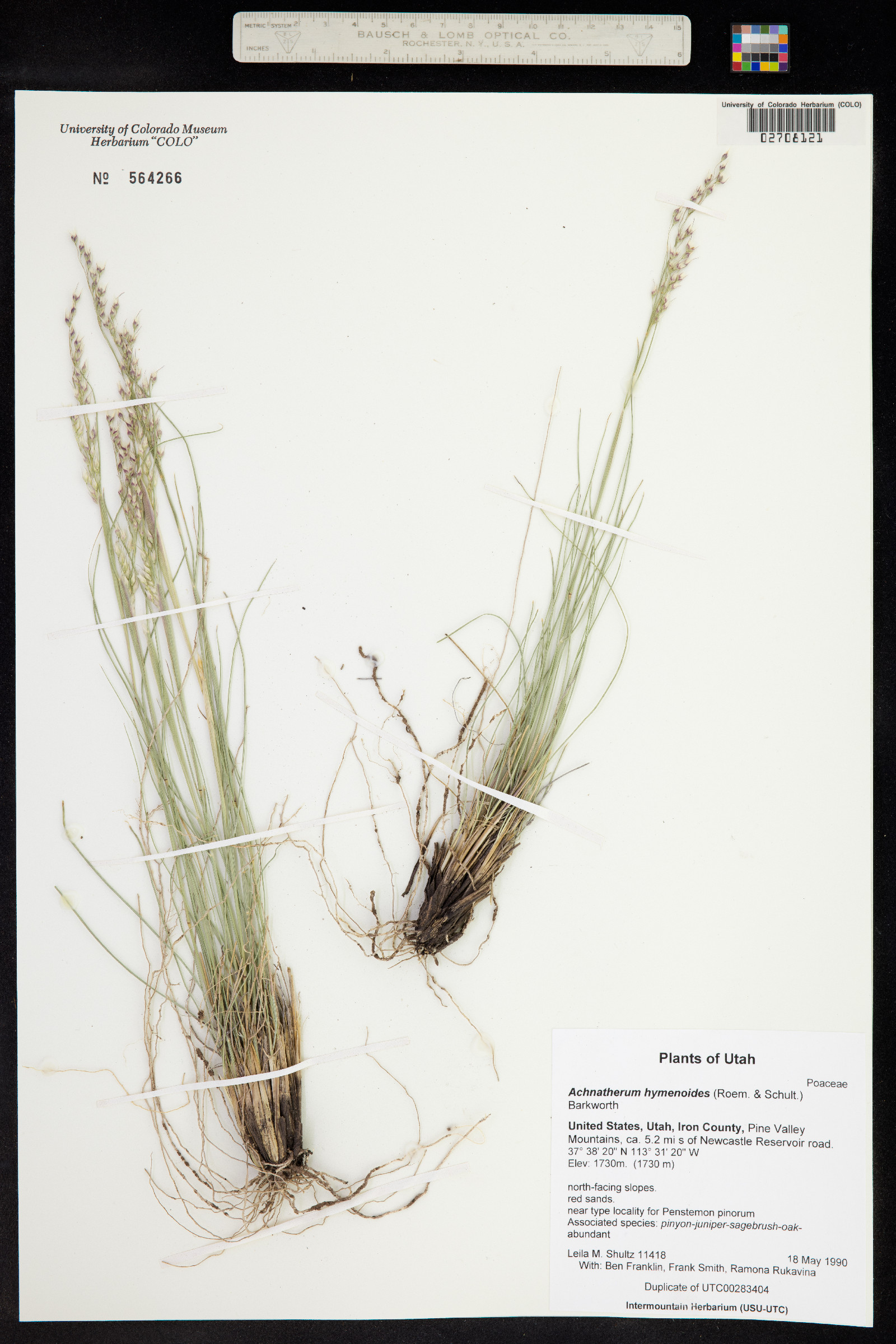 Achnatherum hymenoides image