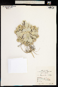 Physaria bellii image