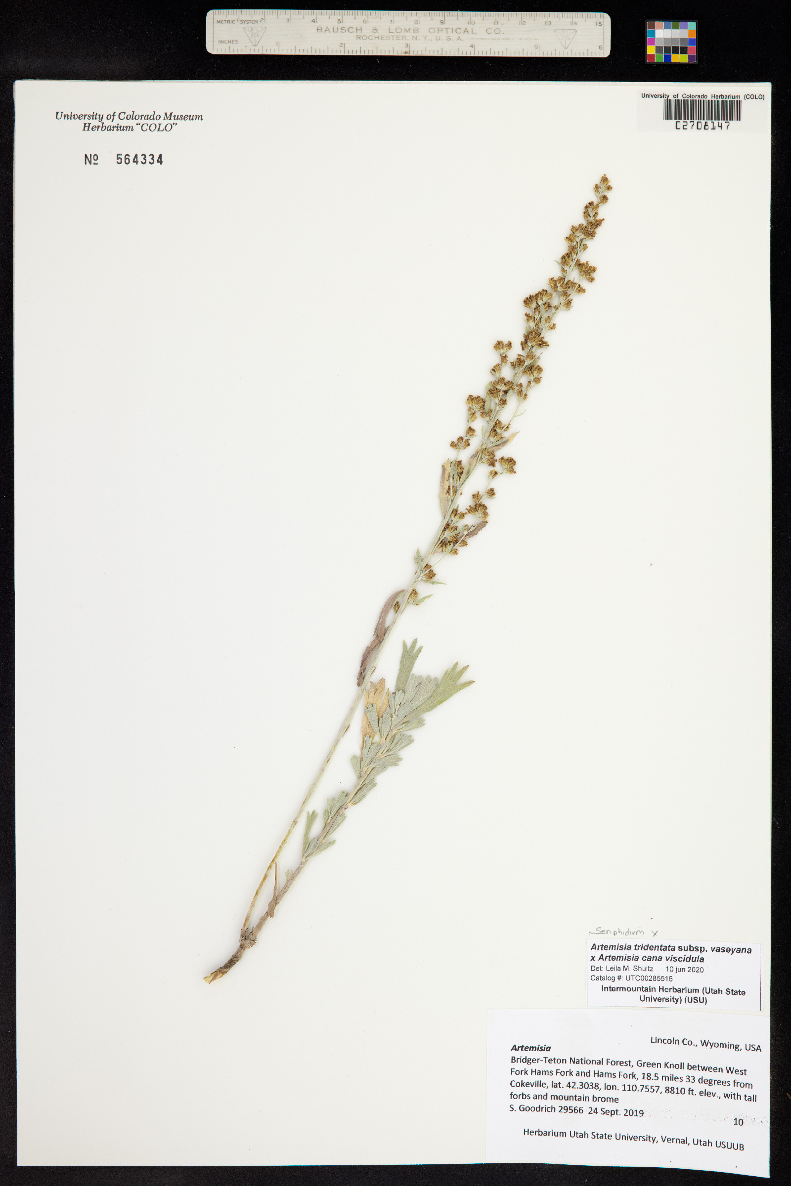 Artemisia tridentata ssp. vaseyana image