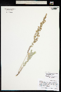 Artemisia tridentata image