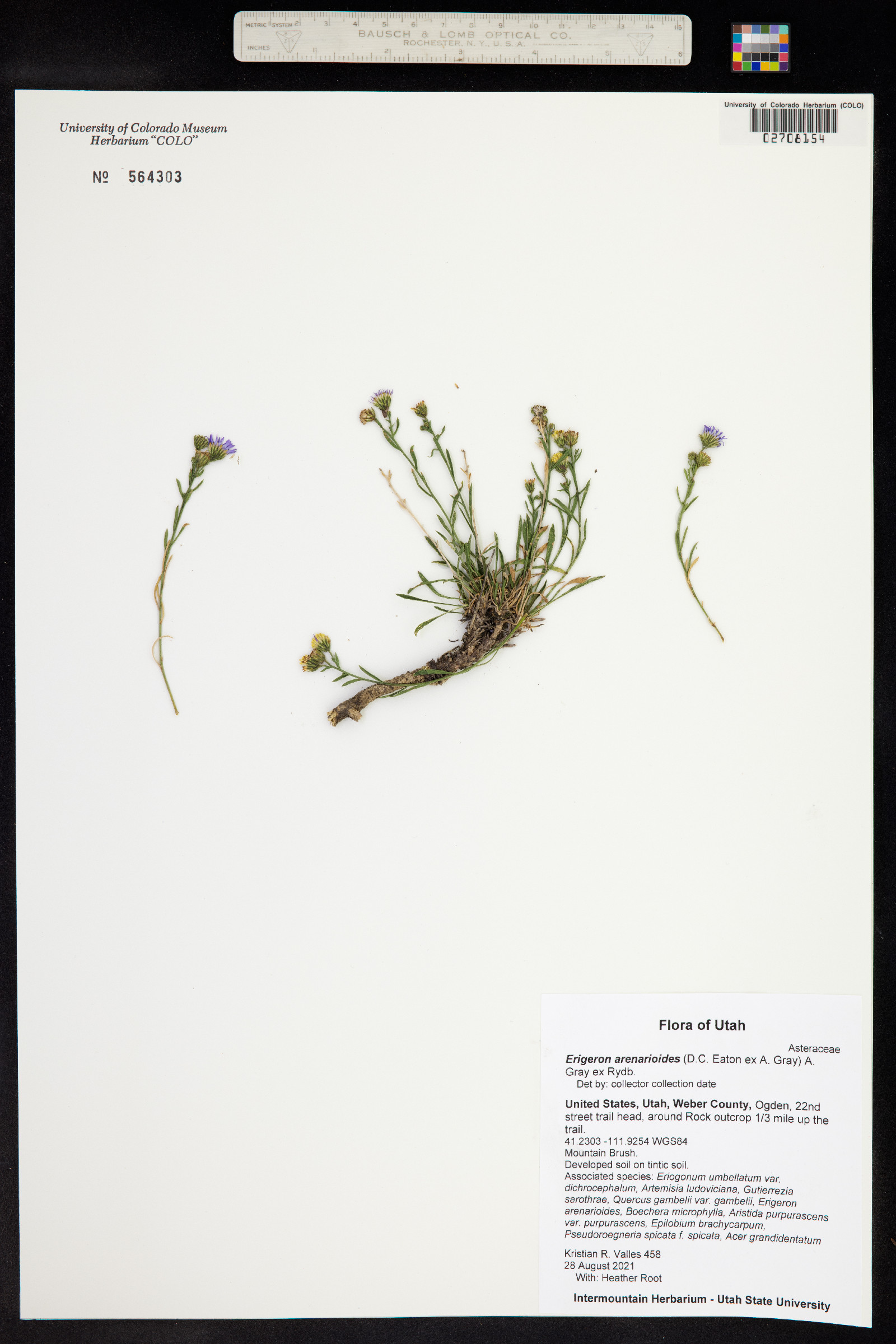 Erigeron arenarioides image