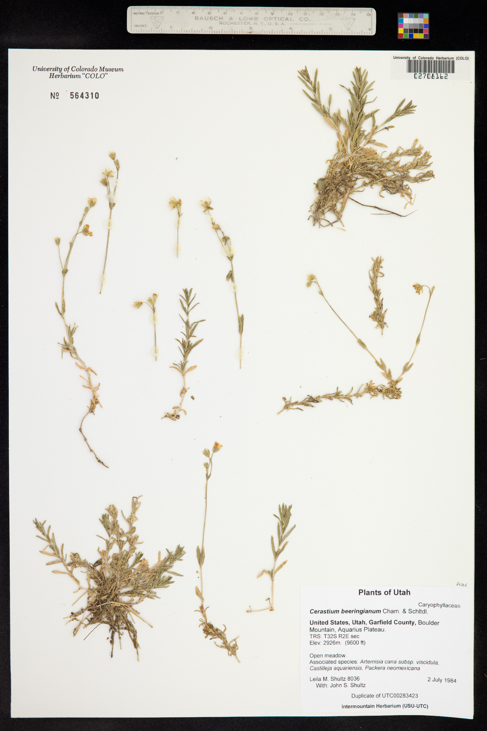 Cerastium beeringianum image