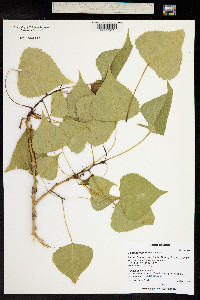 Populus fremontii image