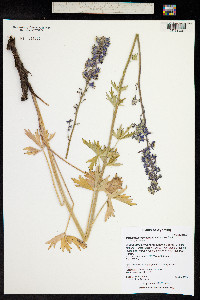 Delphinium occidentale image