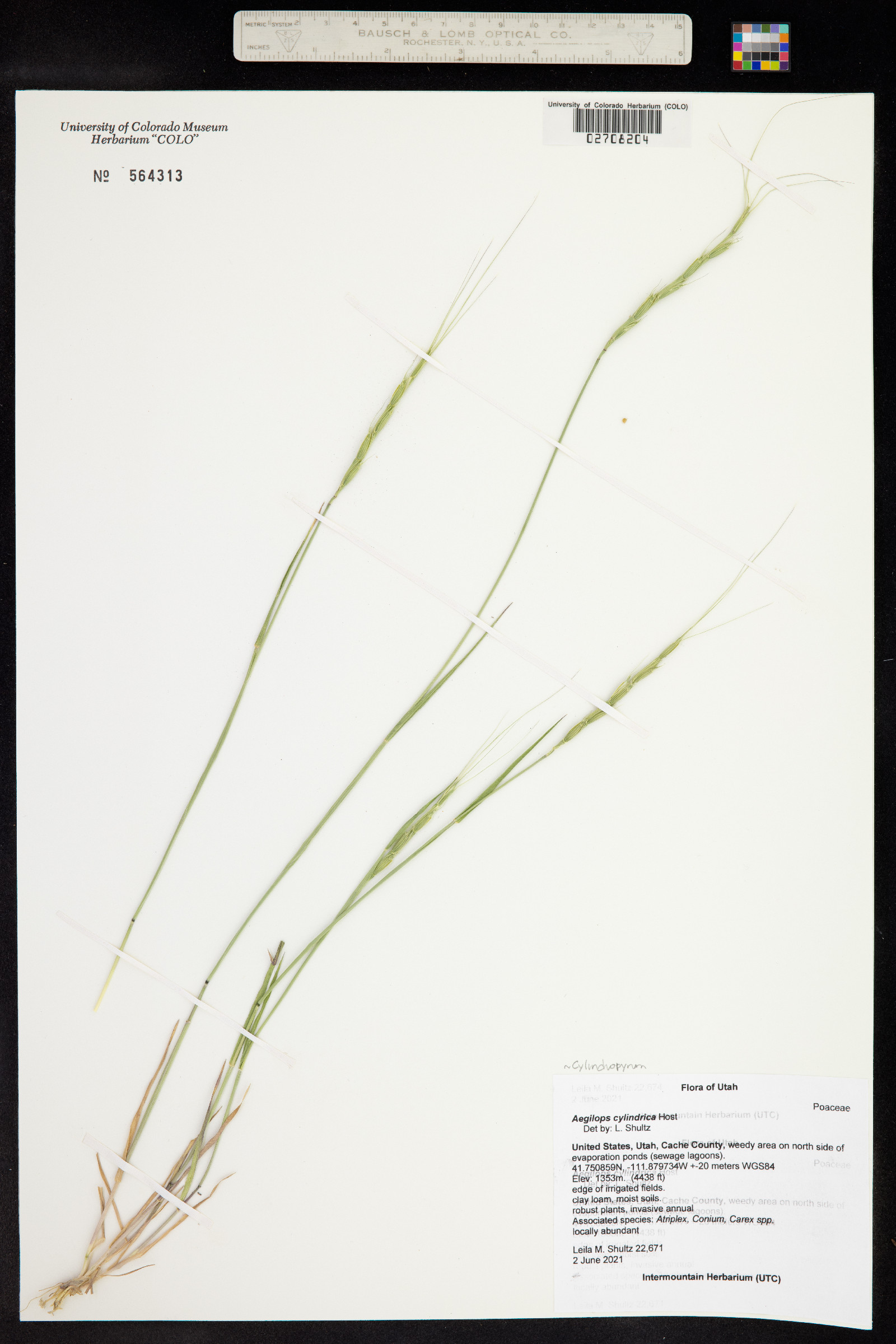 Aegilops cylindrica image