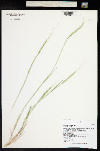 Aegilops cylindrica image