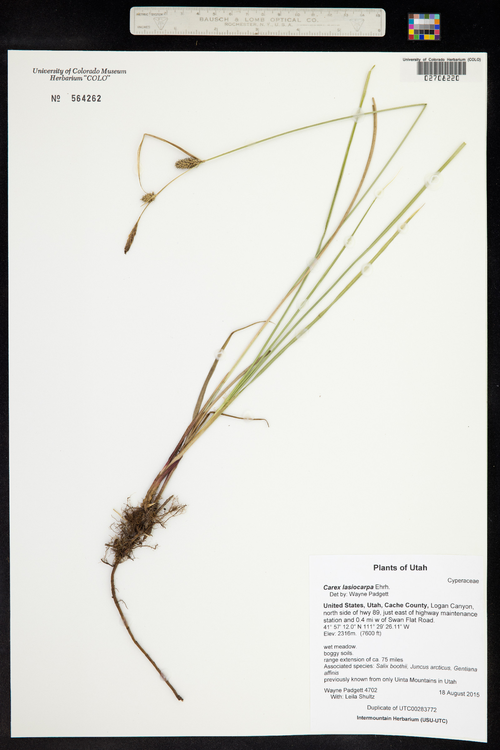 Carex lasiocarpa image