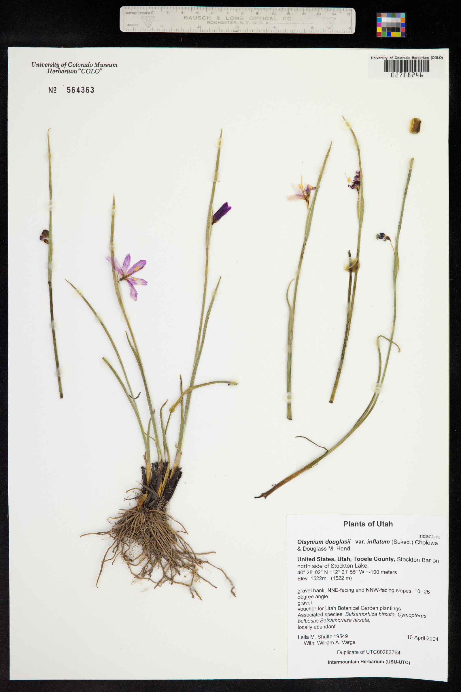 Olsynium douglasii image