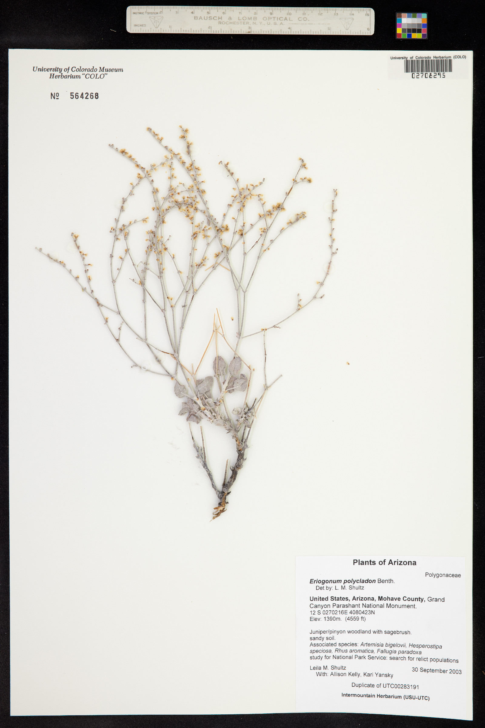 Eriogonum nummulare image