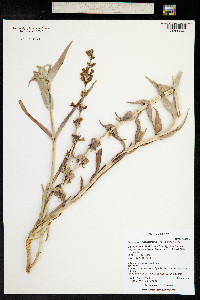 Penstemon angustifolius image