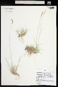 Bouteloua gracilis image