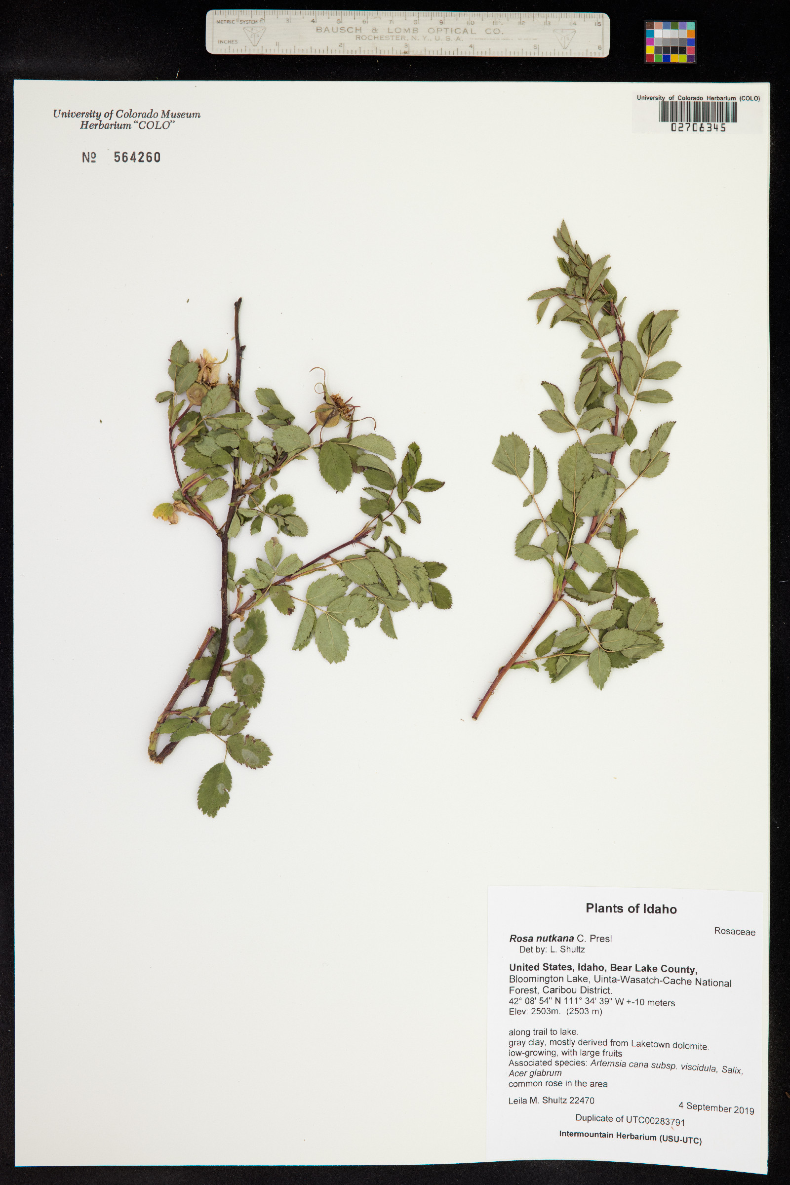 Rosa nutkana image