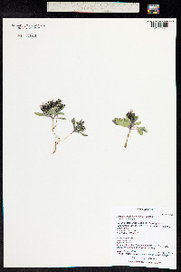 Askellia pygmaea image