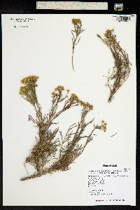 Sphaeromeria diversifolia image