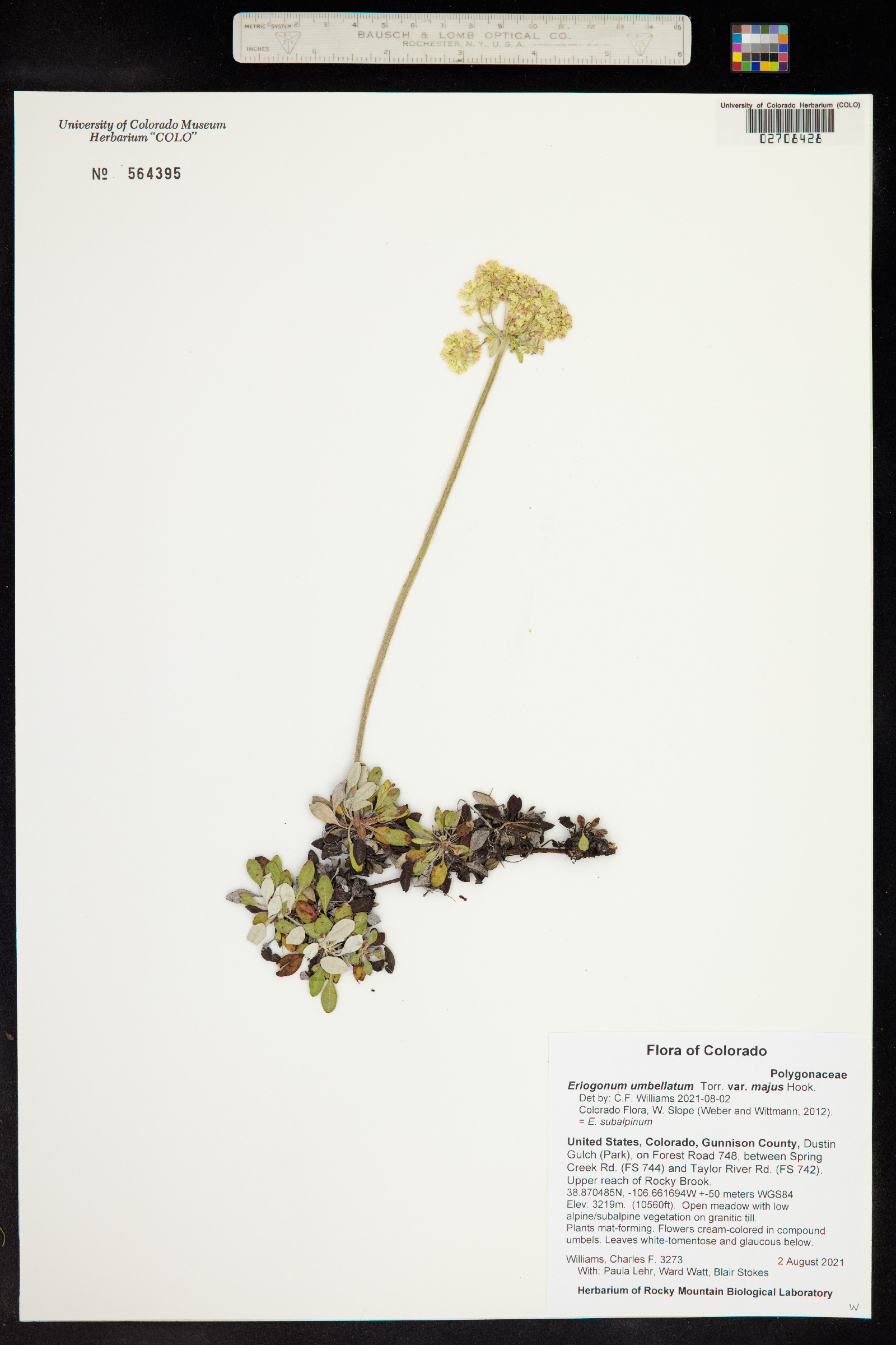 Eriogonum umbellatum var. majus image