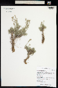 Artemisia pedatifida image