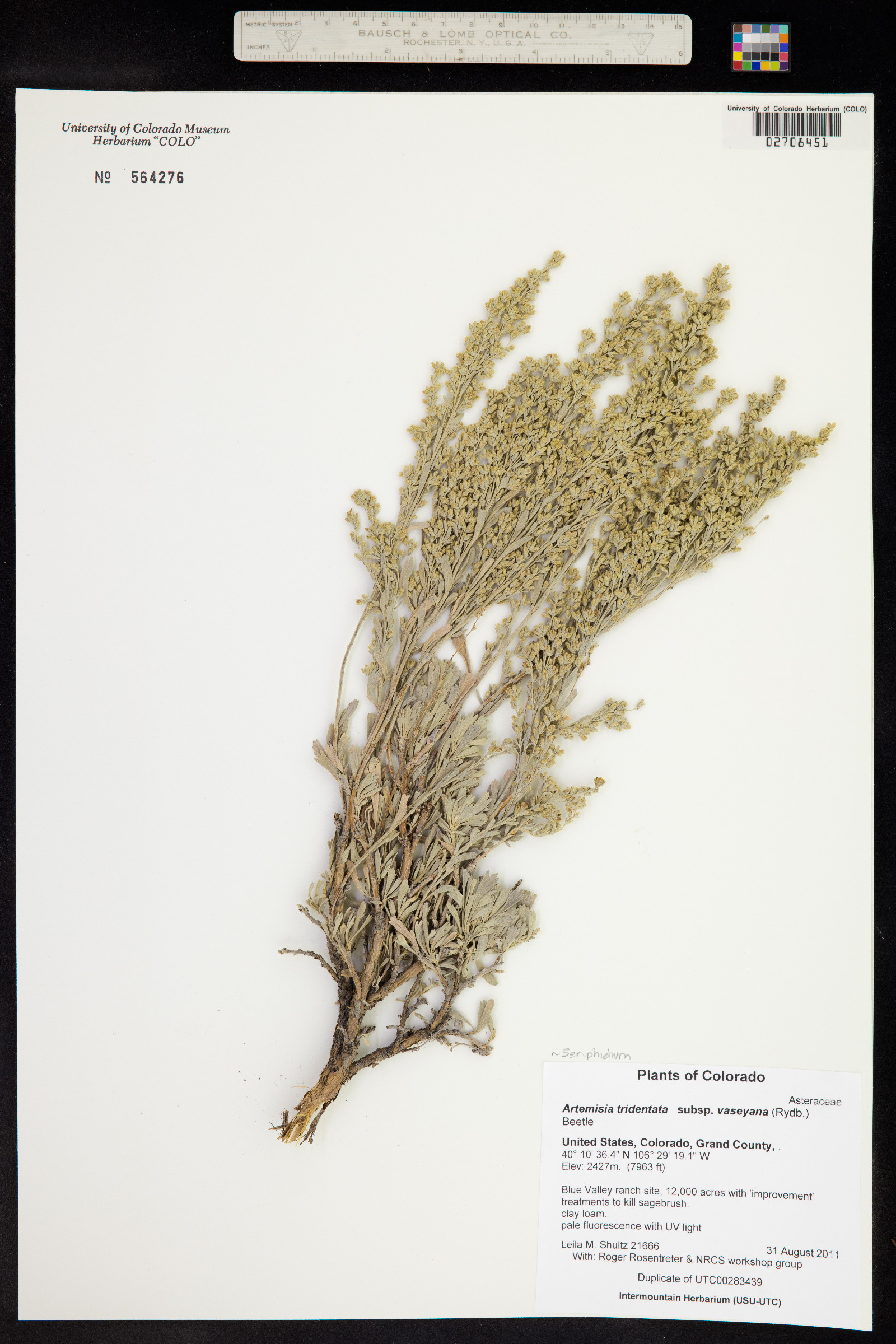 Seriphidium tridentatum ssp. vaseyanum image
