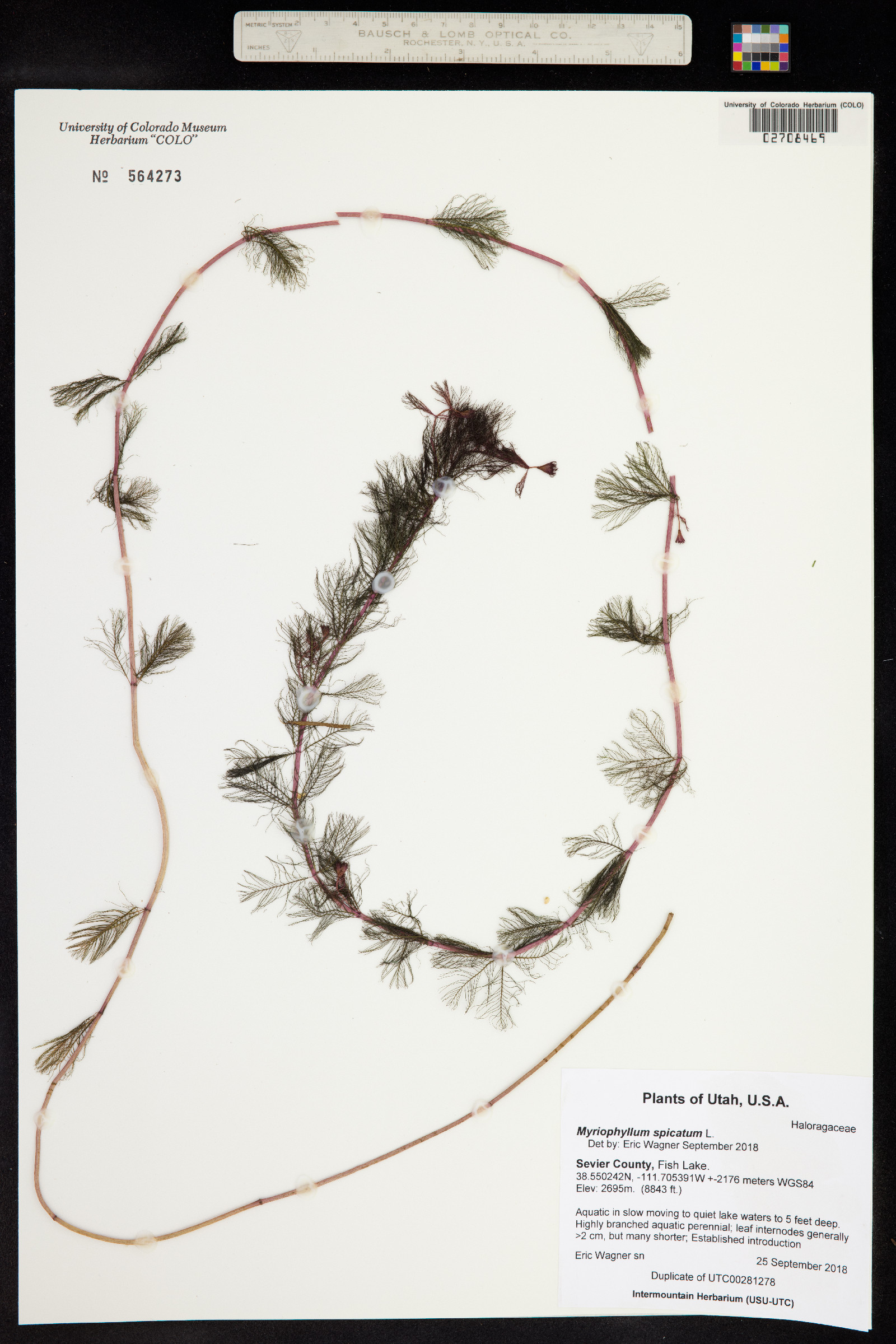 Myriophyllum spicatum image