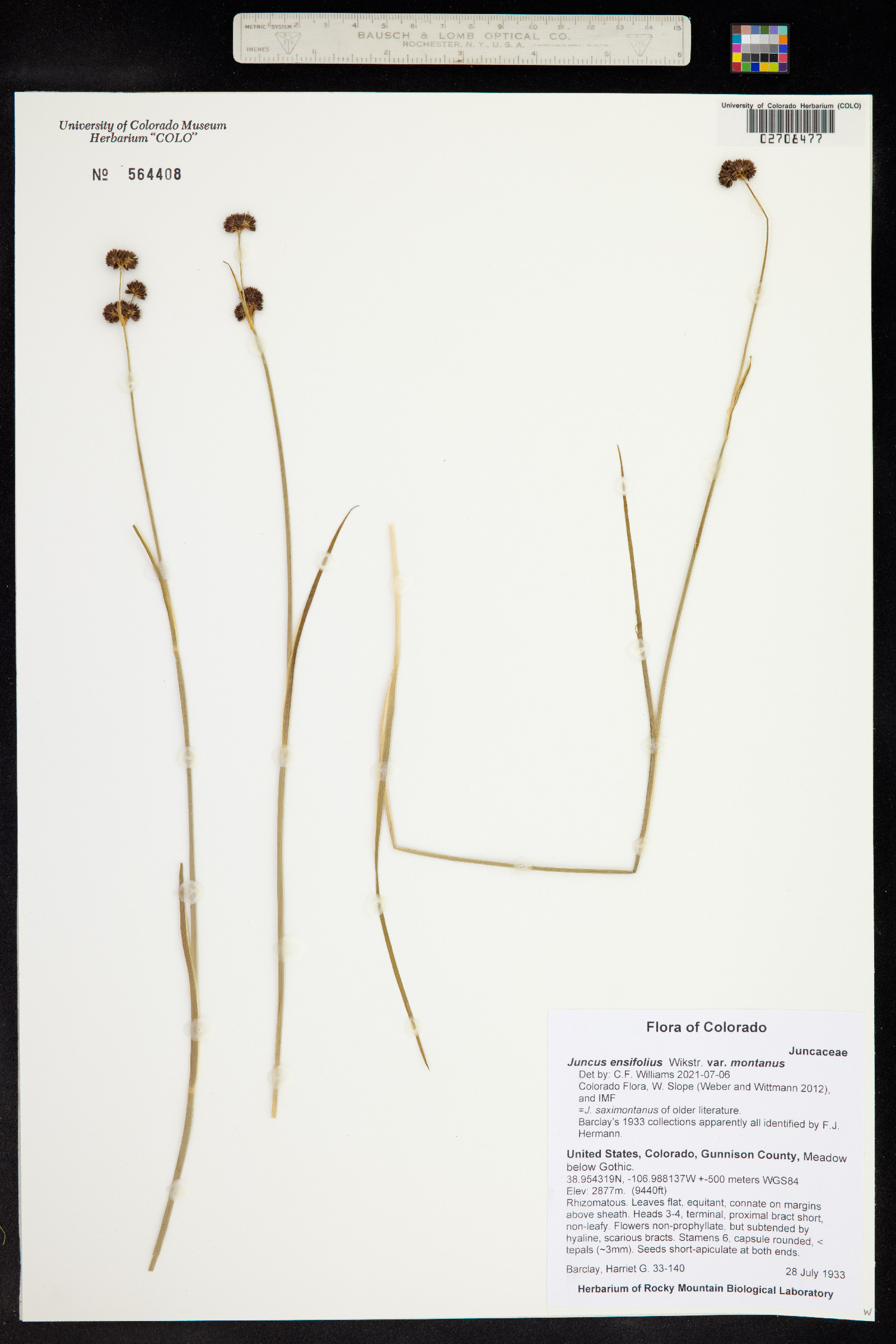 Juncus saximontanus image