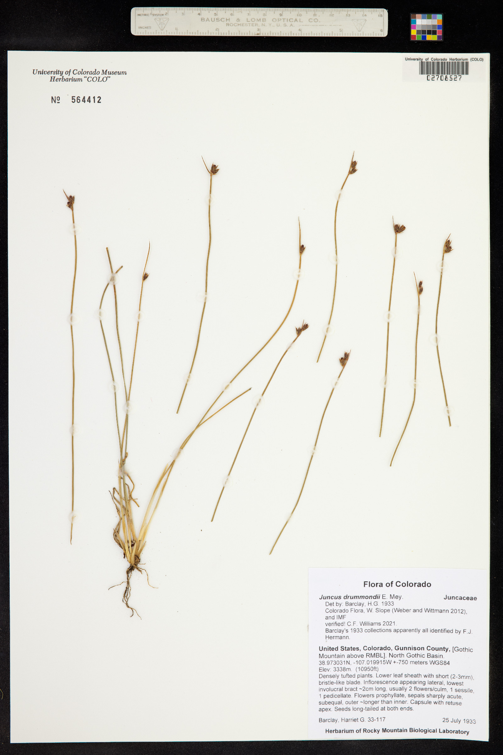 Juncus drummondii image