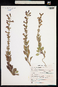 Penstemon osterhoutii image