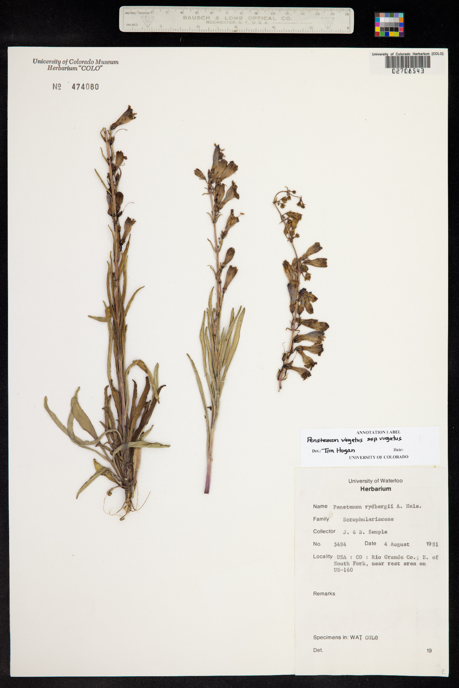 Penstemon virgatus subsp. virgatus image