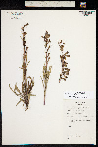Penstemon virgatus image