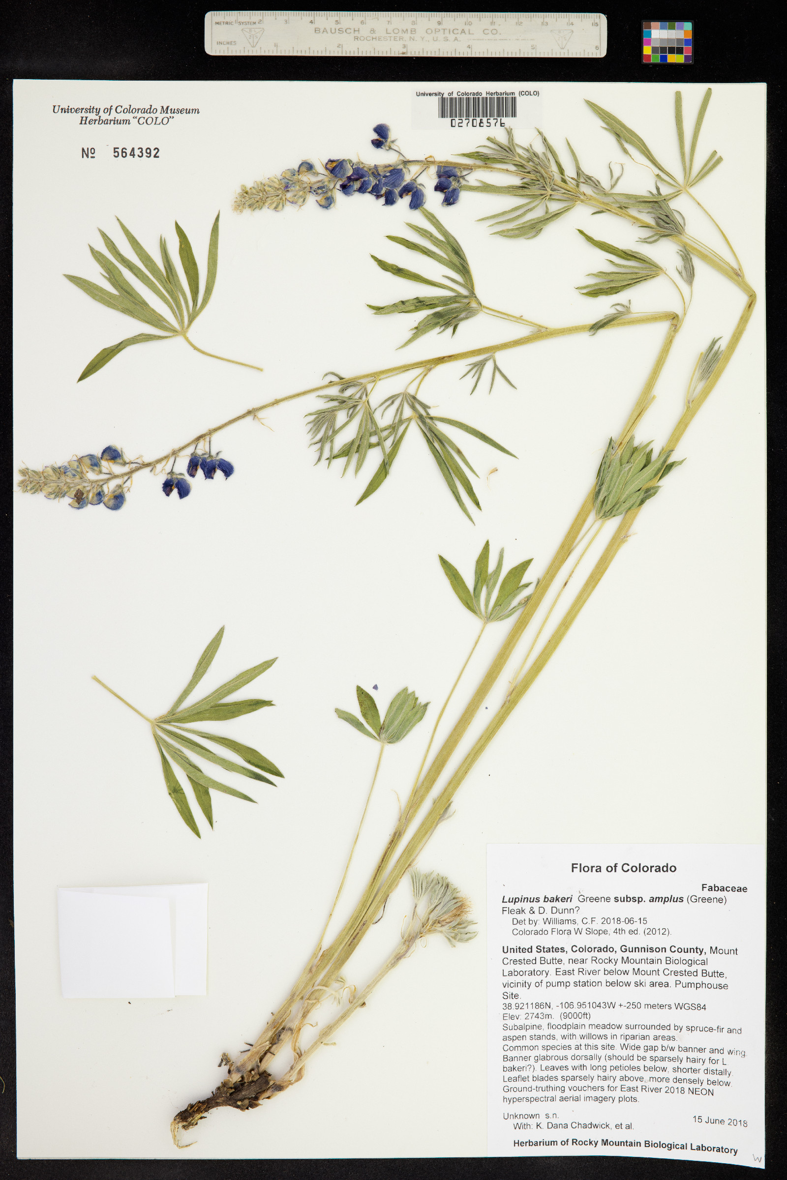 Lupinus bakeri image