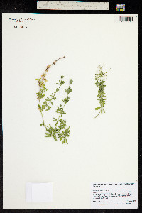 Galium mexicanum ssp. asperrimum image