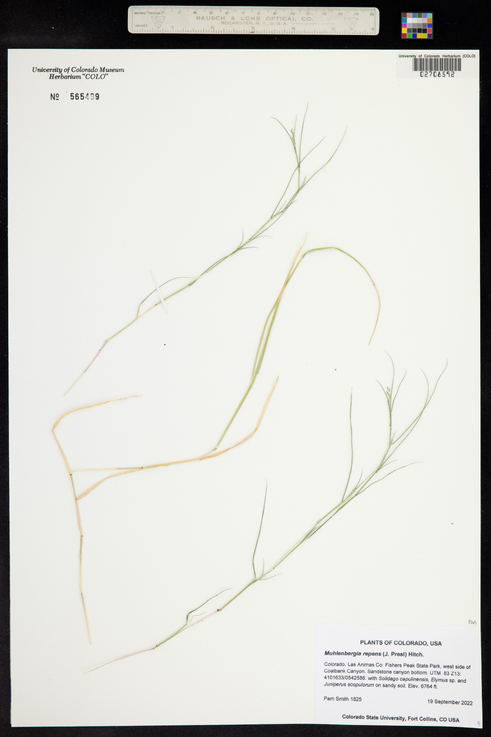 Muhlenbergia repens image