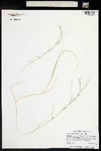 Muhlenbergia repens image