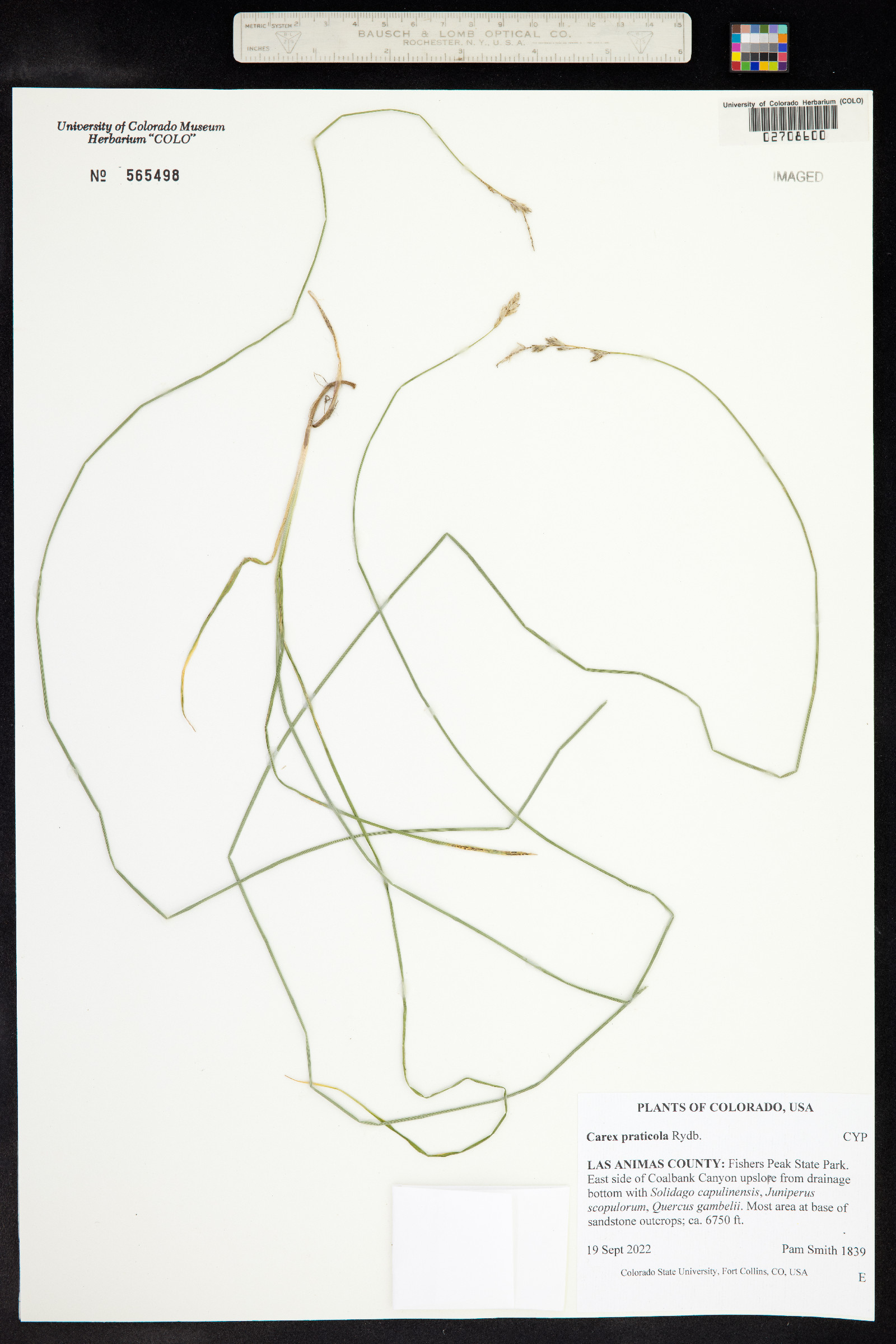 Carex praticola image