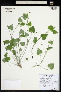 Viola canadensis var. scopulorum image