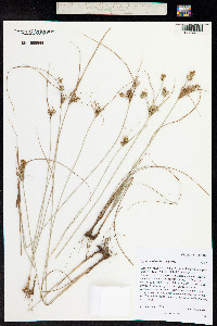 Cyperus schweinitzii image