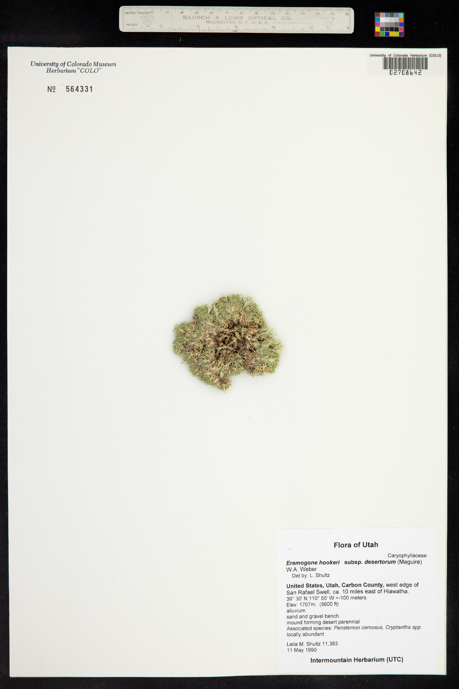 Eremogone hookeri var. hookeri image