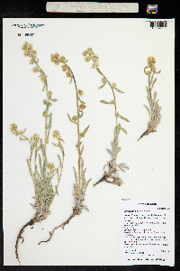 Cryptantha stricta image