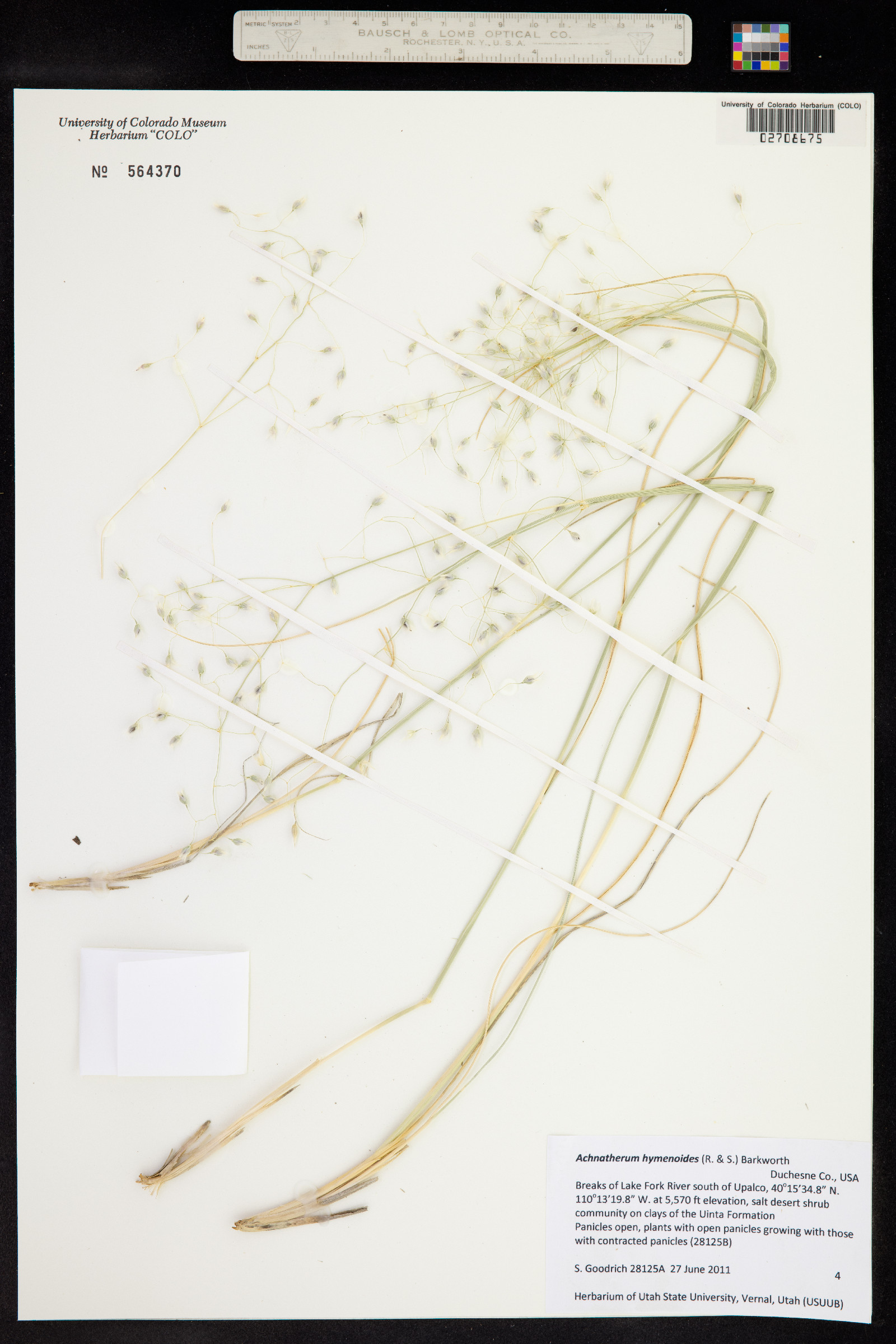 Achnatherum hymenoides image