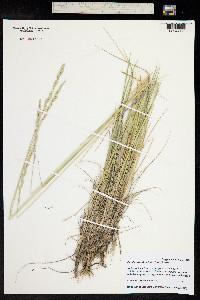 Pseudoroegneria spicata image